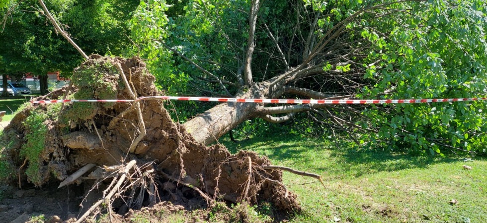 Maltempo, le forti raffiche di vento sradicano un albero ai Giardini Massimiliano I